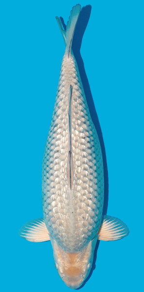 GinRin Soragoi 52-56cm Nr. 4806
