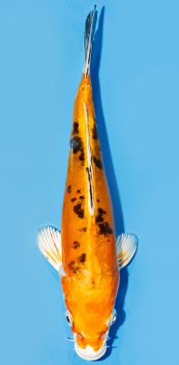 Bekko Koi von oben mit schwarzen Tupfen auf hellem Grund