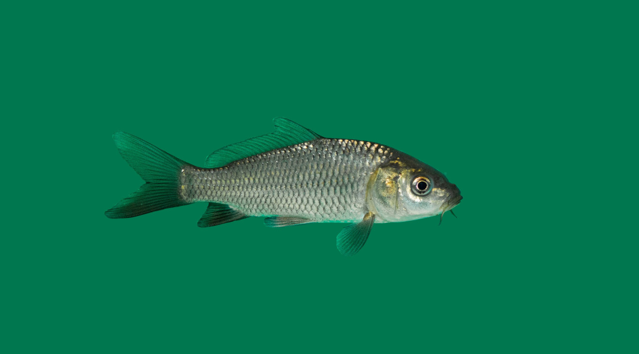 Besatzfische kaufen Große Auswahl für Ihren Gartenteich