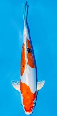 Sanke Koi von oben mit roter und schwarzer Zeichnung auf weißem Grund