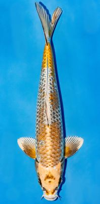 Ochiba Koi von oben mit braunoranger Zeichnung auf graublauem Grund