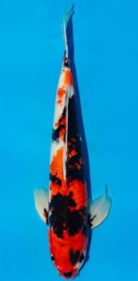 Showa Koi von oben mit kräftiger schwarzer, roter und weißer Zeichnung