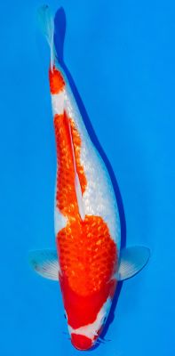 Kohaku Koi von oben mit leuchtend roter Zeichnung auf weißem Grund