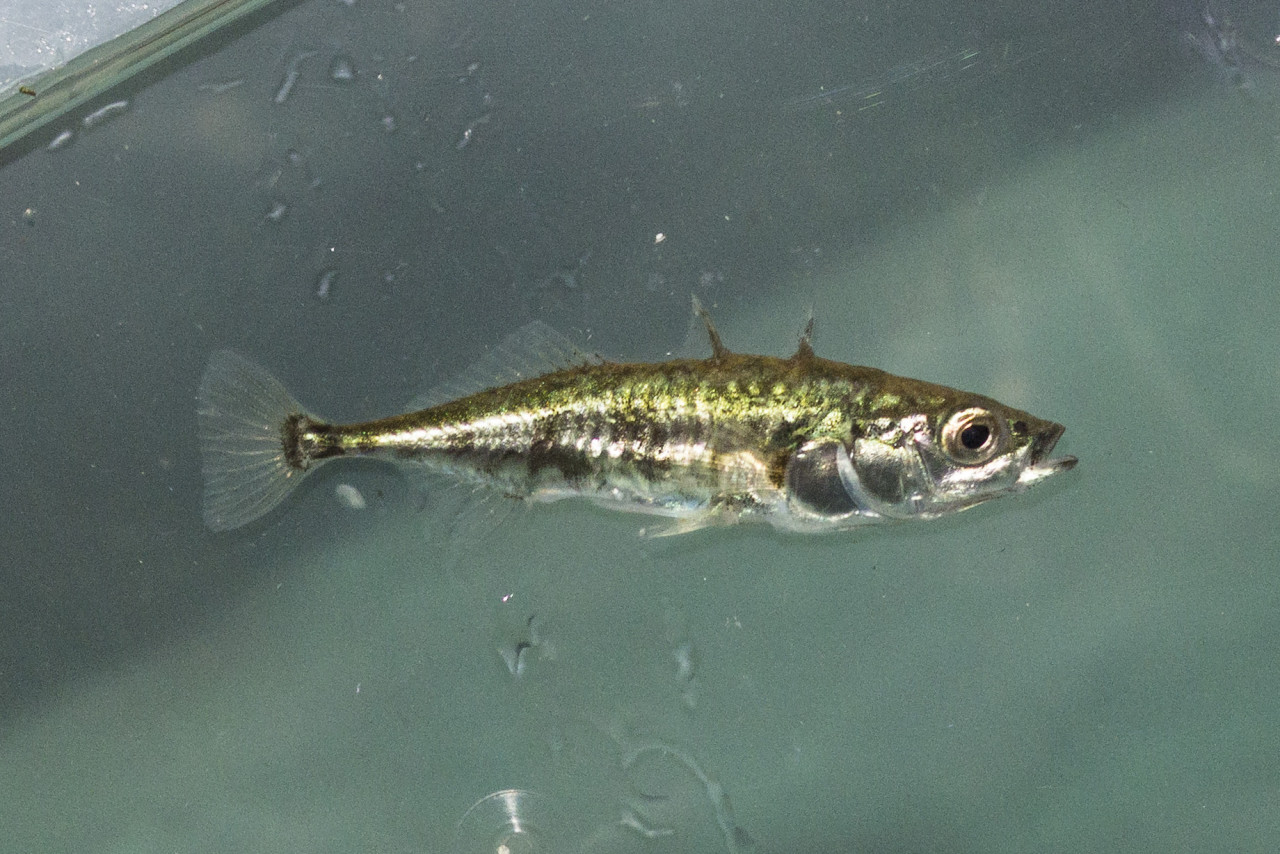 Kleinbleibende Fische für Ihren Gartenteich oder Kaltwasser Aquarium