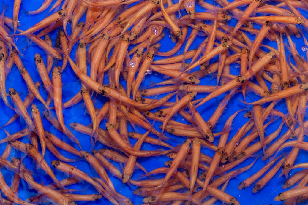 Besatzfische kaufen Große Auswahl für Ihren Gartenteich