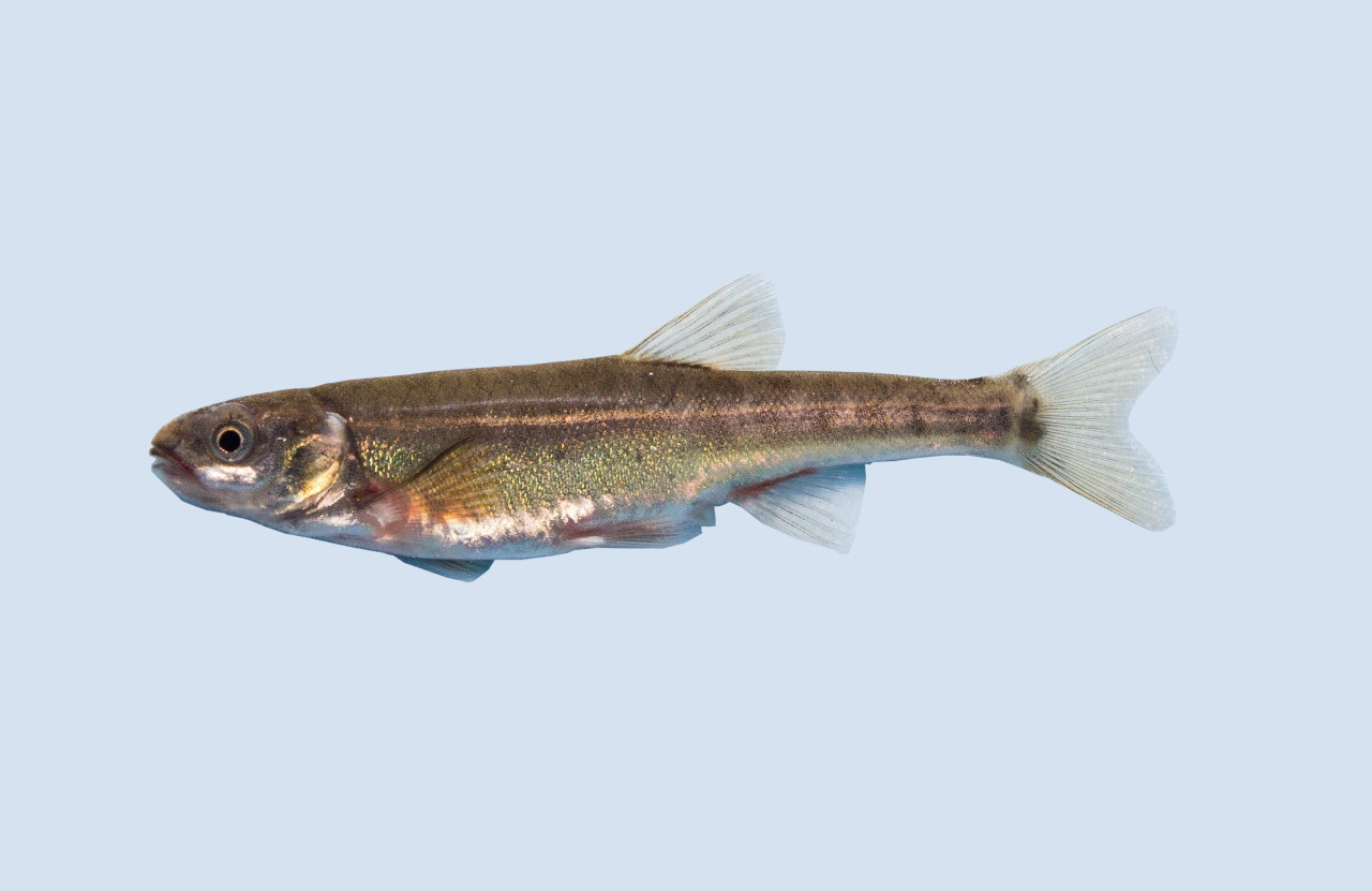 Kleinbleibende Fische für Ihren Gartenteich oder Kaltwasser Aquarium
