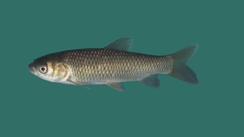 Besatzfische kaufen Große Auswahl für Ihren Gartenteich