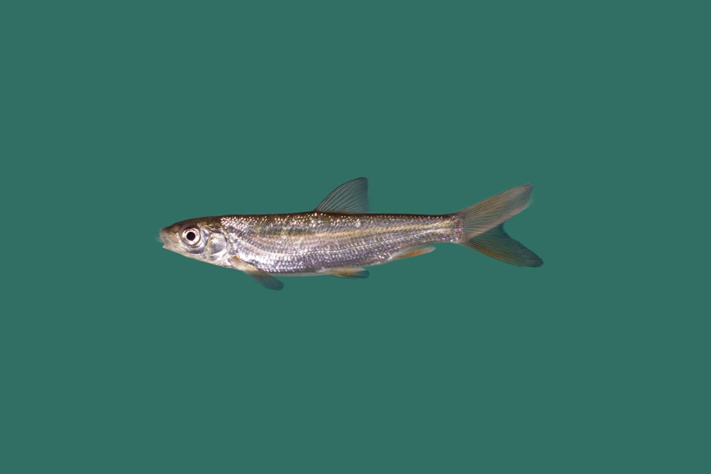 Nase (Nasenfisch) – heimischer Algenfresser für den Teich