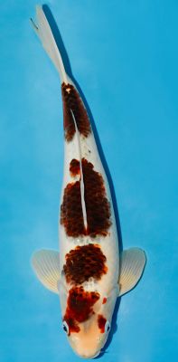 Goromo Koi von oben mit rotem Muster und dunklem Schuppensaum auf Weiß