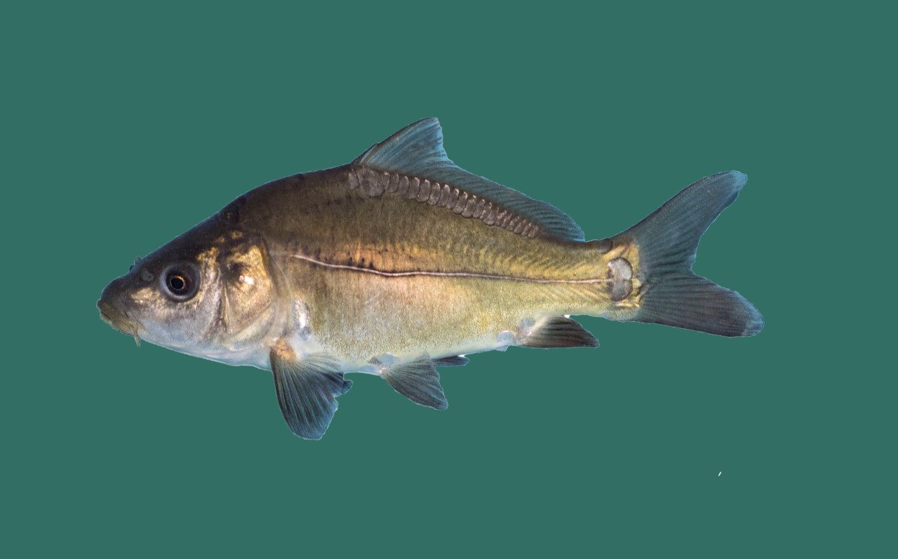 Besatzfische kaufen Große Auswahl für Ihren Gartenteich