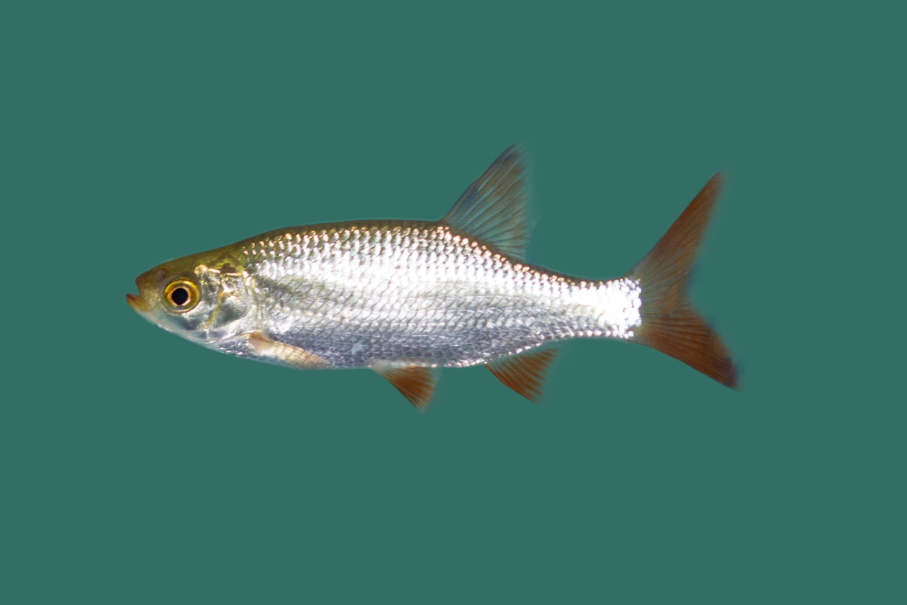 Teichfische kaufen Große Auswahl für Ihren Gartenteich